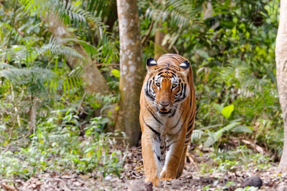 The Silent Monarch: A Tiger’s Return