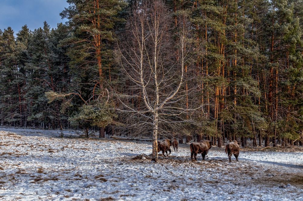 Русский лес