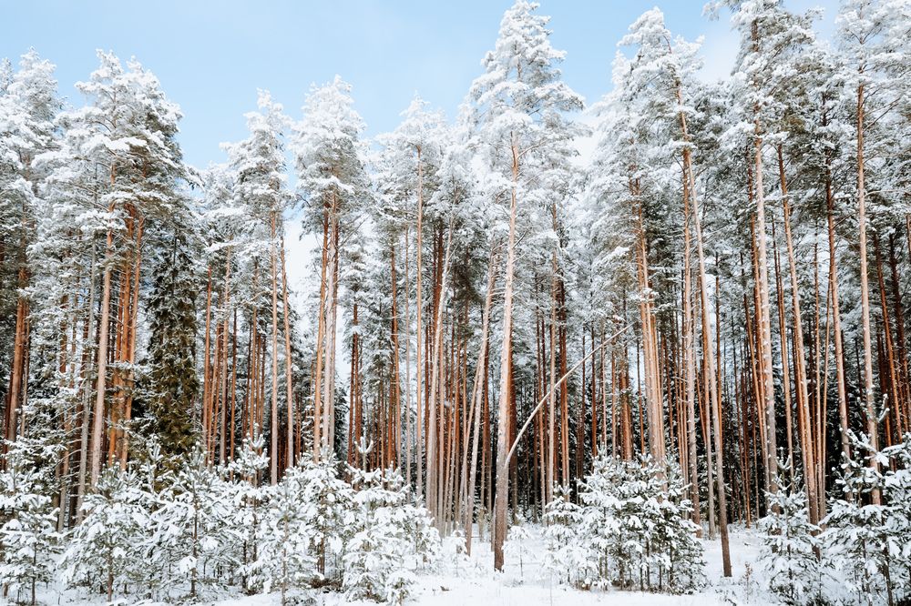 Photograph by Алексей Голубев