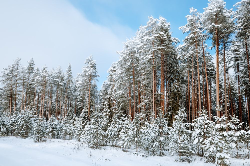 Photograph by Алексей Голубев