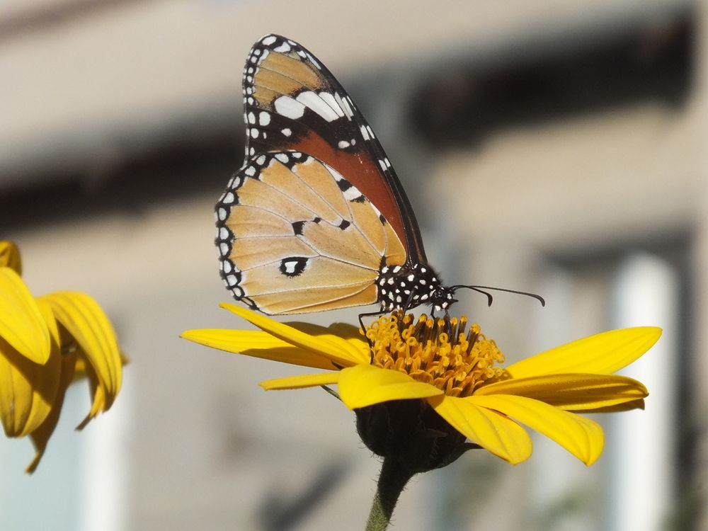 Фотография автора Shavkat Tojiyev