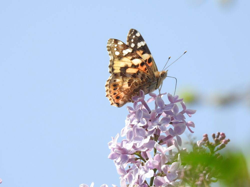 Фотография автора Shavkat Tojiyev