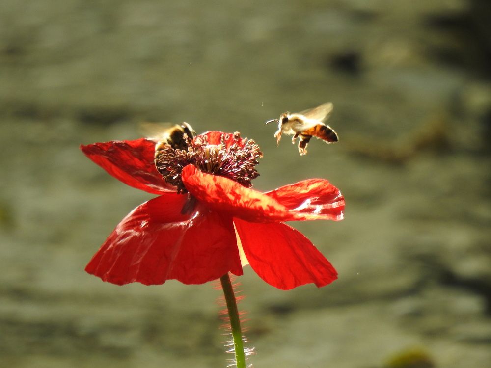 Фотография автора Shavkat Tojiyev