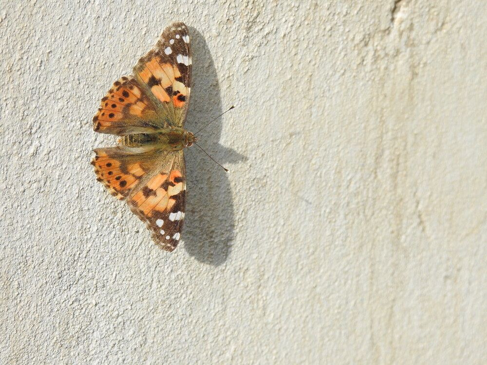 Фотография автора Shavkat Tojiyev