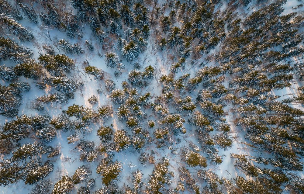 Над лиственницами