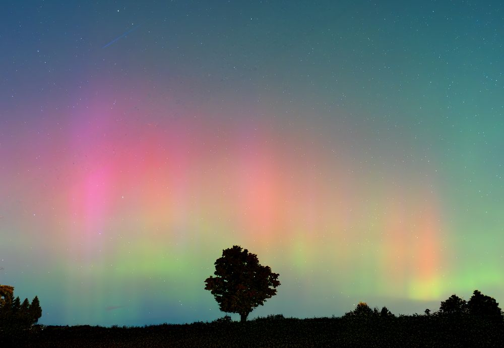 Trees and Northern Lights