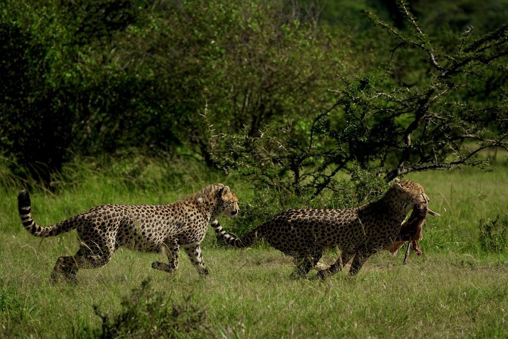 Photograph by Saee Risbood