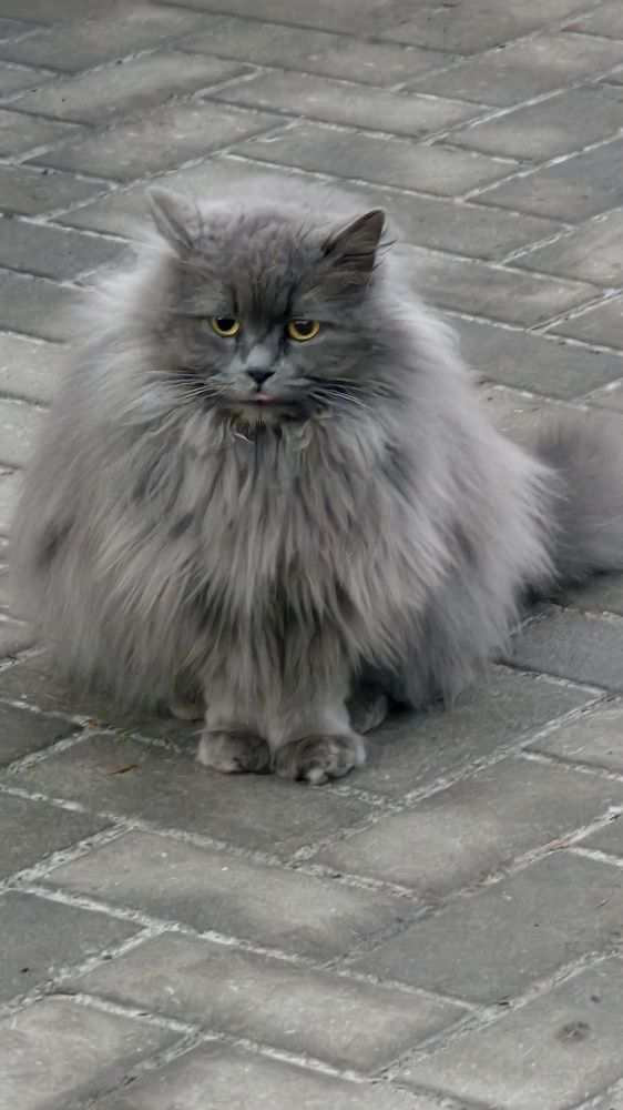 Кот живущий в одном из парков Адлера