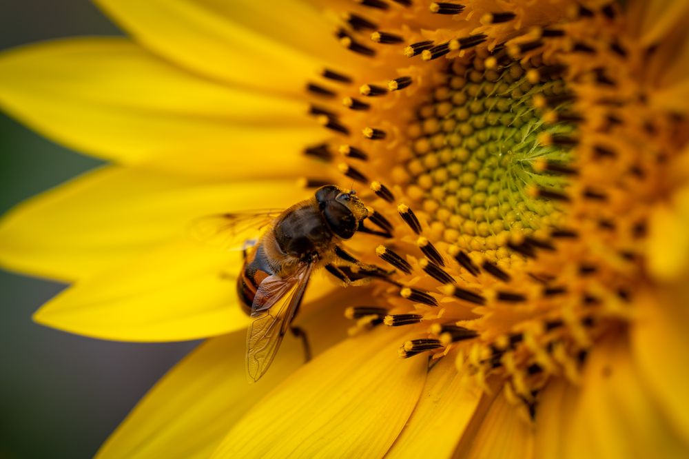 Фотография автора Дмитрий Referee