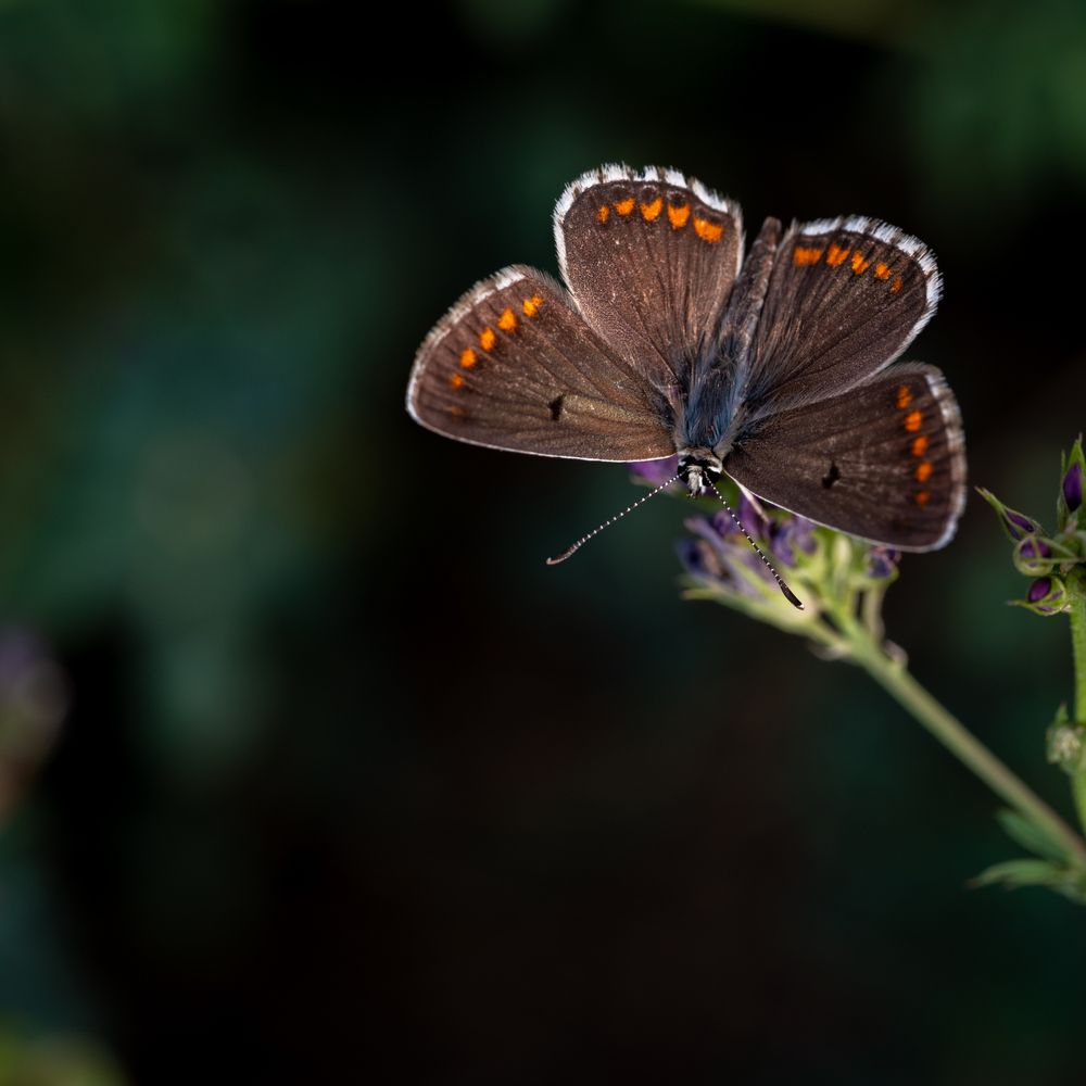 Фотография автора Дмитрий Referee