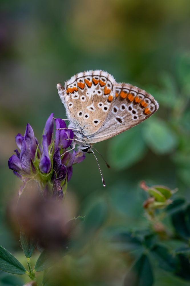 Фотография автора Дмитрий Referee