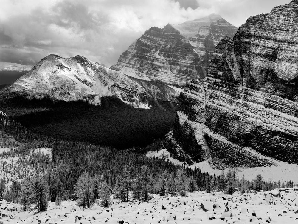 Larch trees in mountain valley