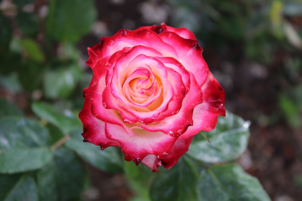 Photograph by Елена Пильцова