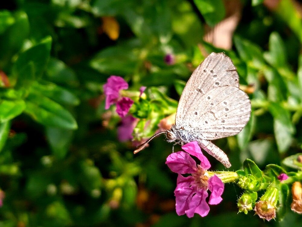 Photograph by Mohammed Rifatul Alam Siam