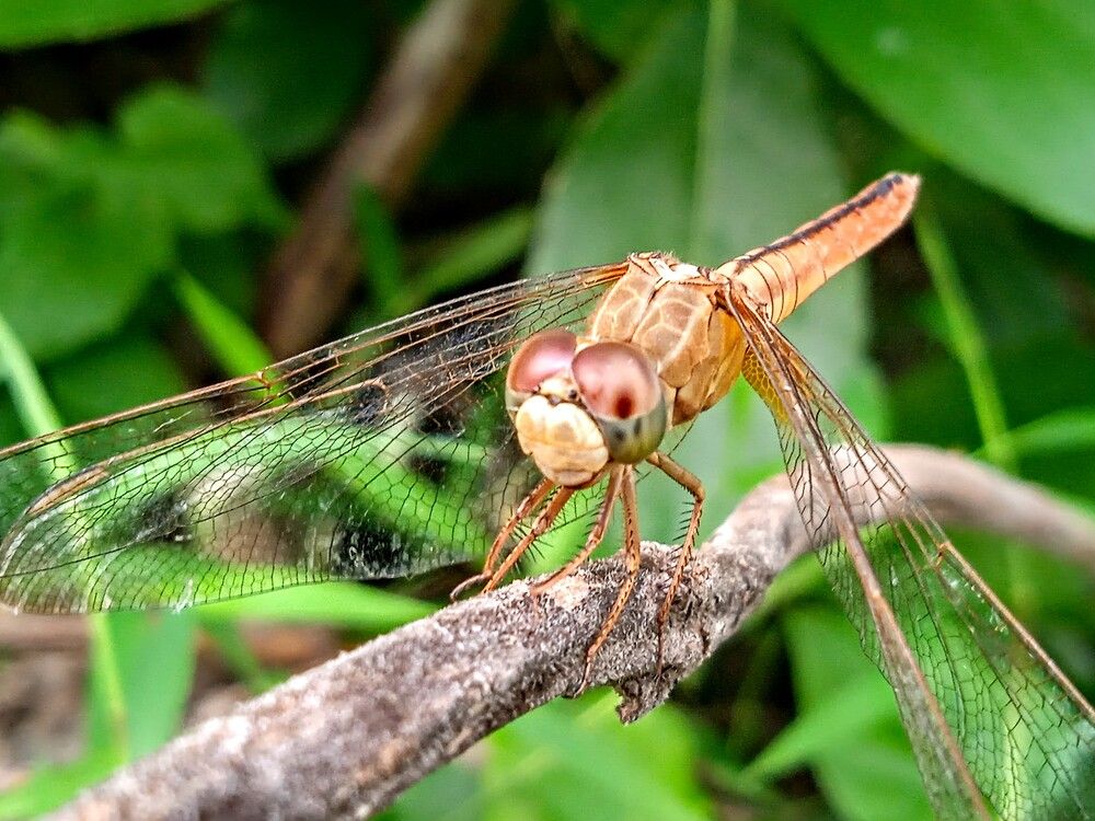 Photograph by Mohammed Rifatul Alam Siam