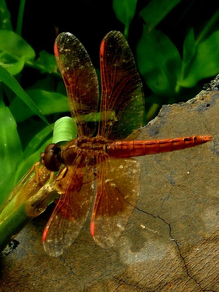 Photograph by G GOVIL