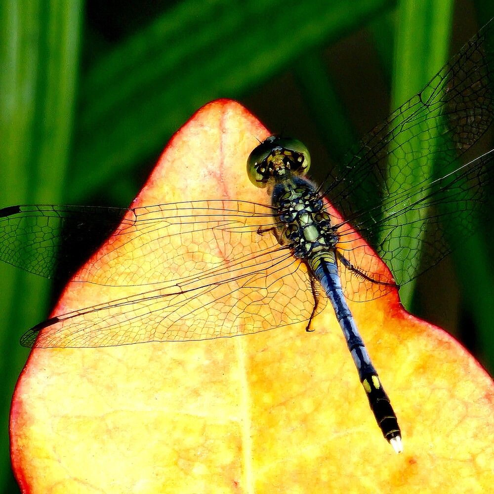 Photograph by G GOVIL