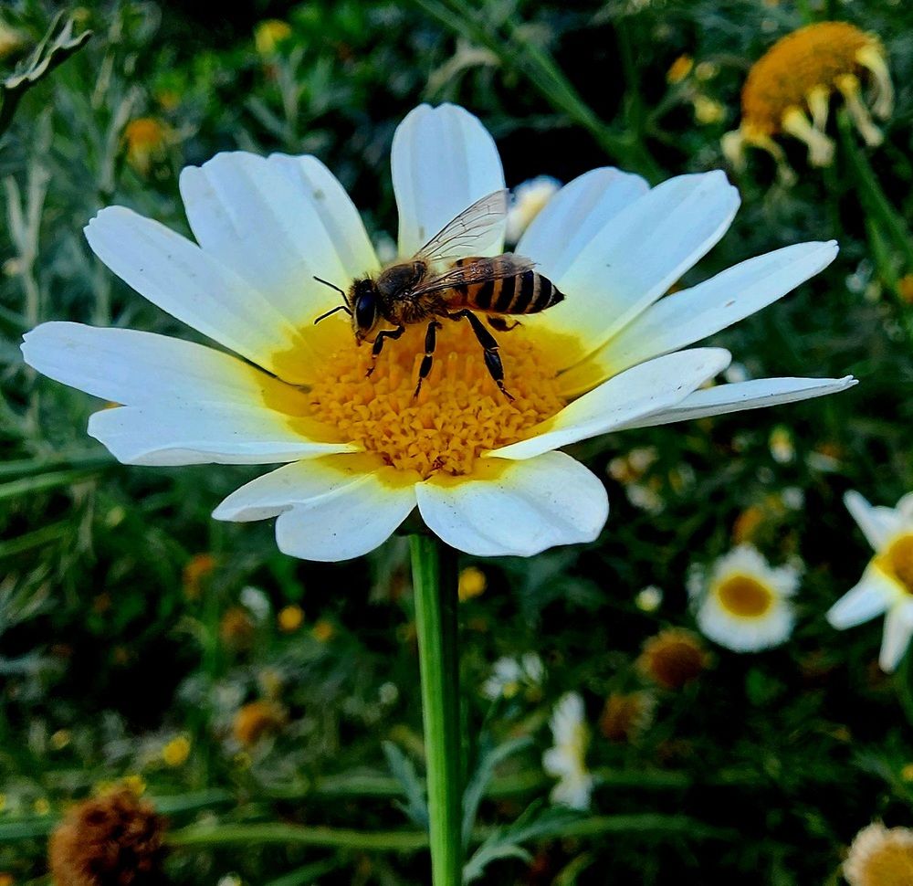 Photograph by G GOVIL