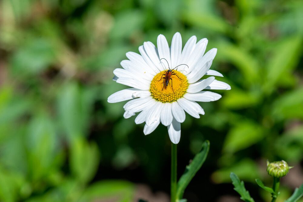 Photograph by Darina