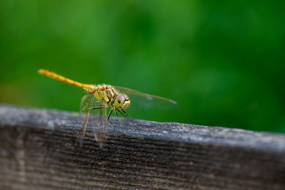 Photograph by Darina