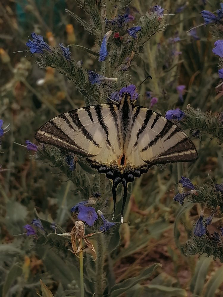 Photograph by Наталия