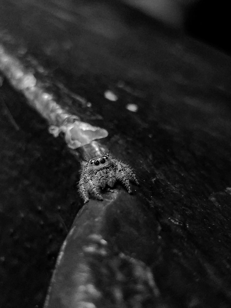 Photograph by Jaspreet Singh