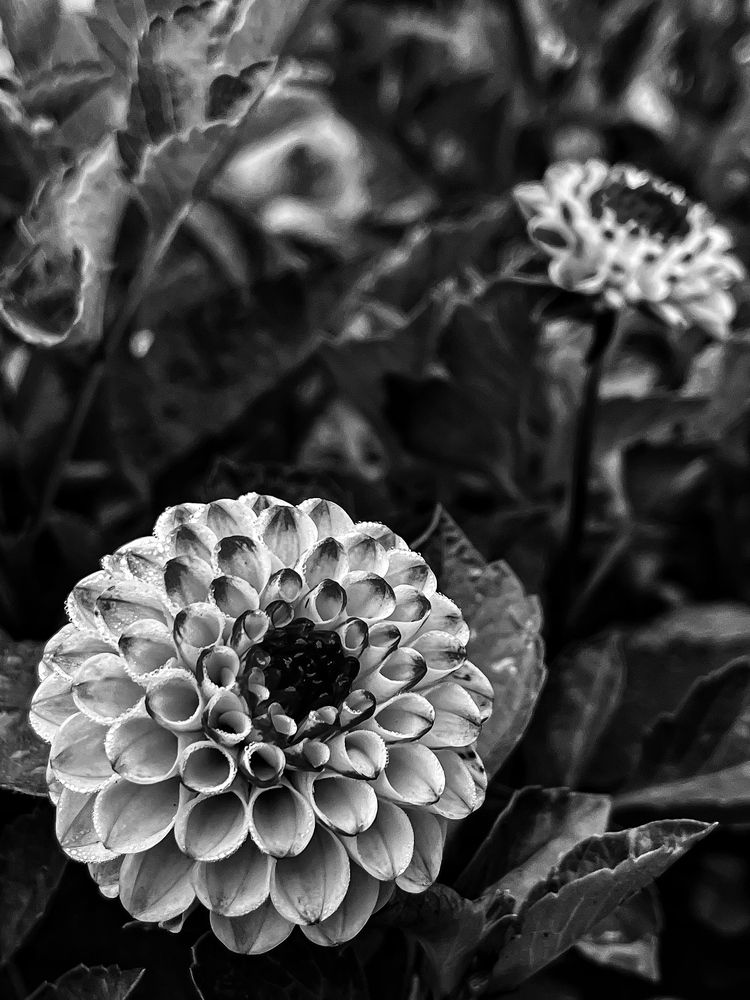 Photograph by Jaspreet Singh