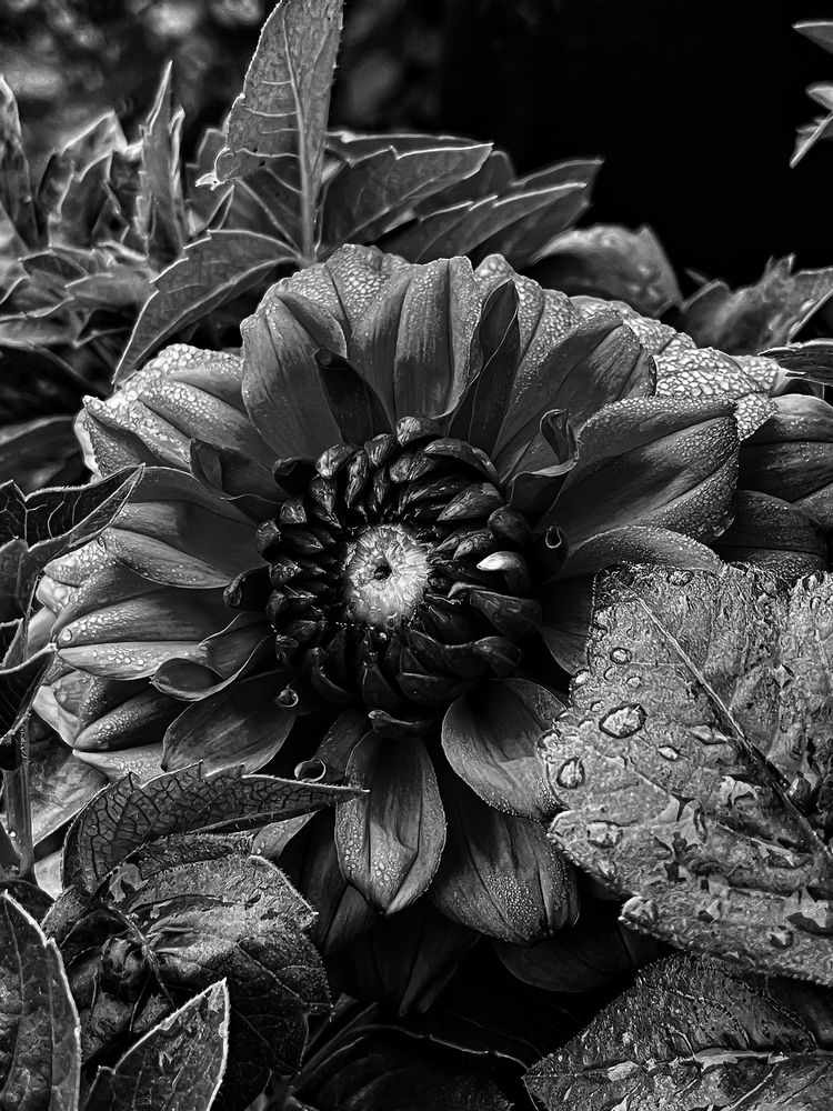 Photograph by Jaspreet Singh