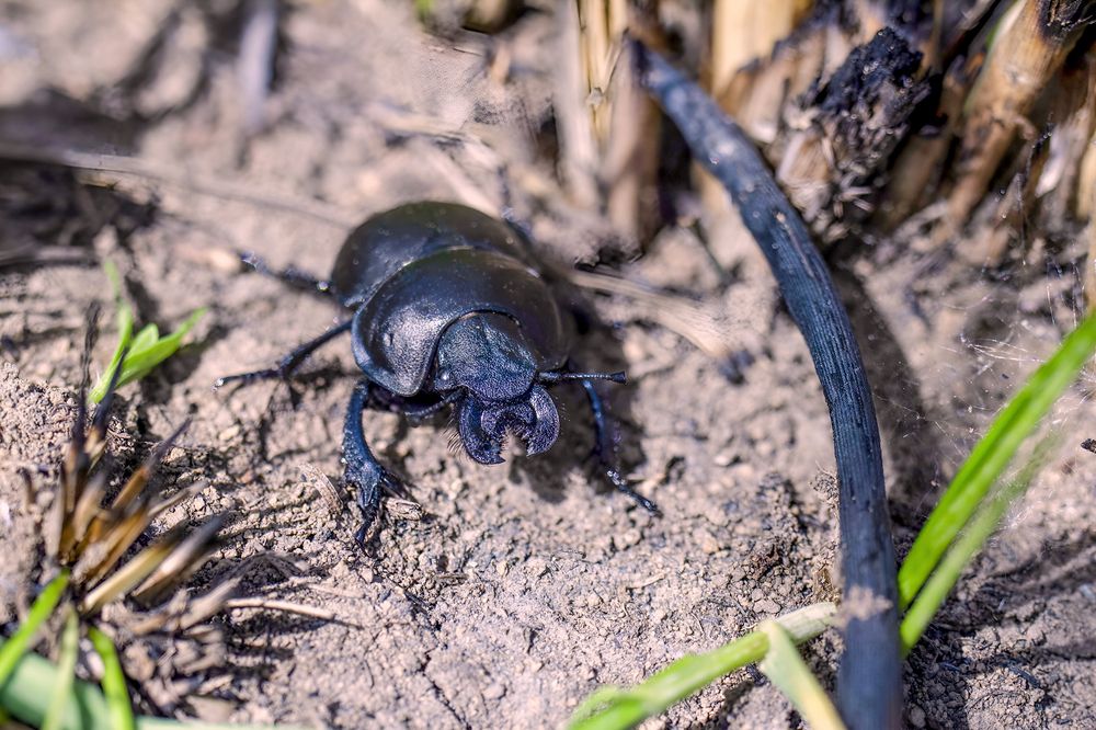 Photograph by Ирина Шибитова