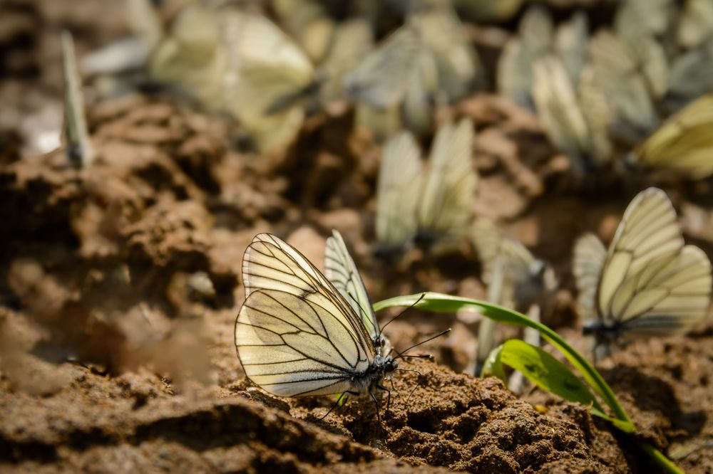 Photograph by Олег Бережных