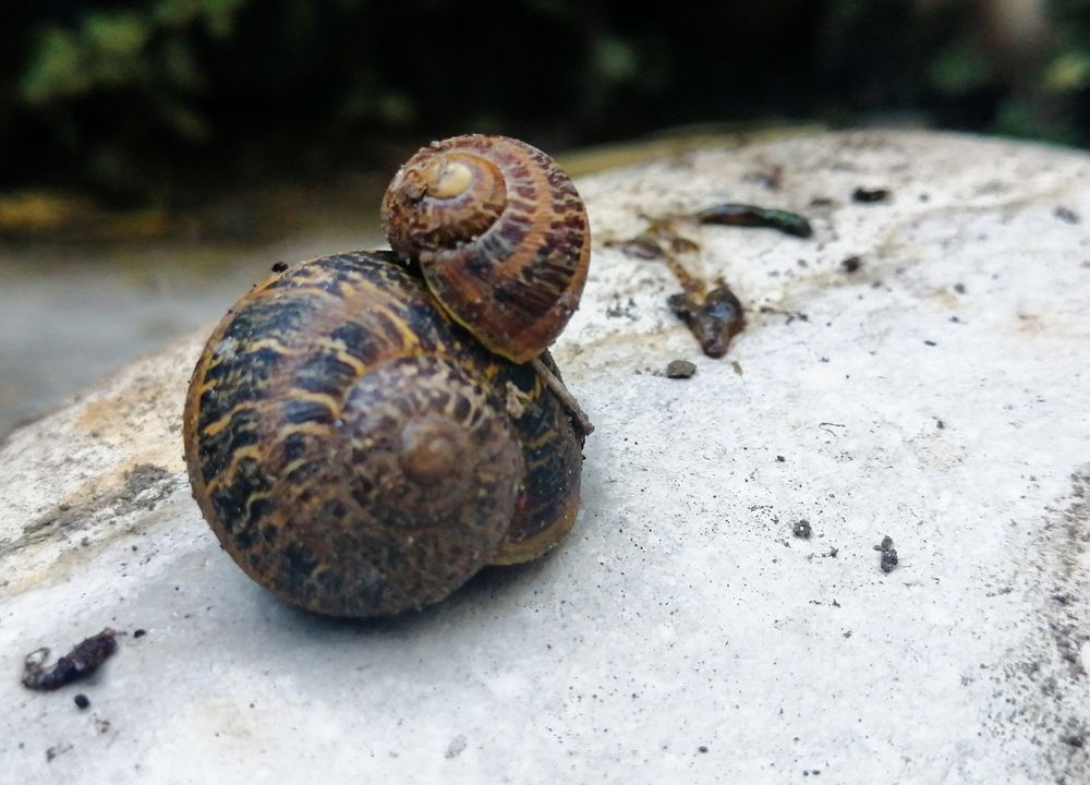 AMIGOS