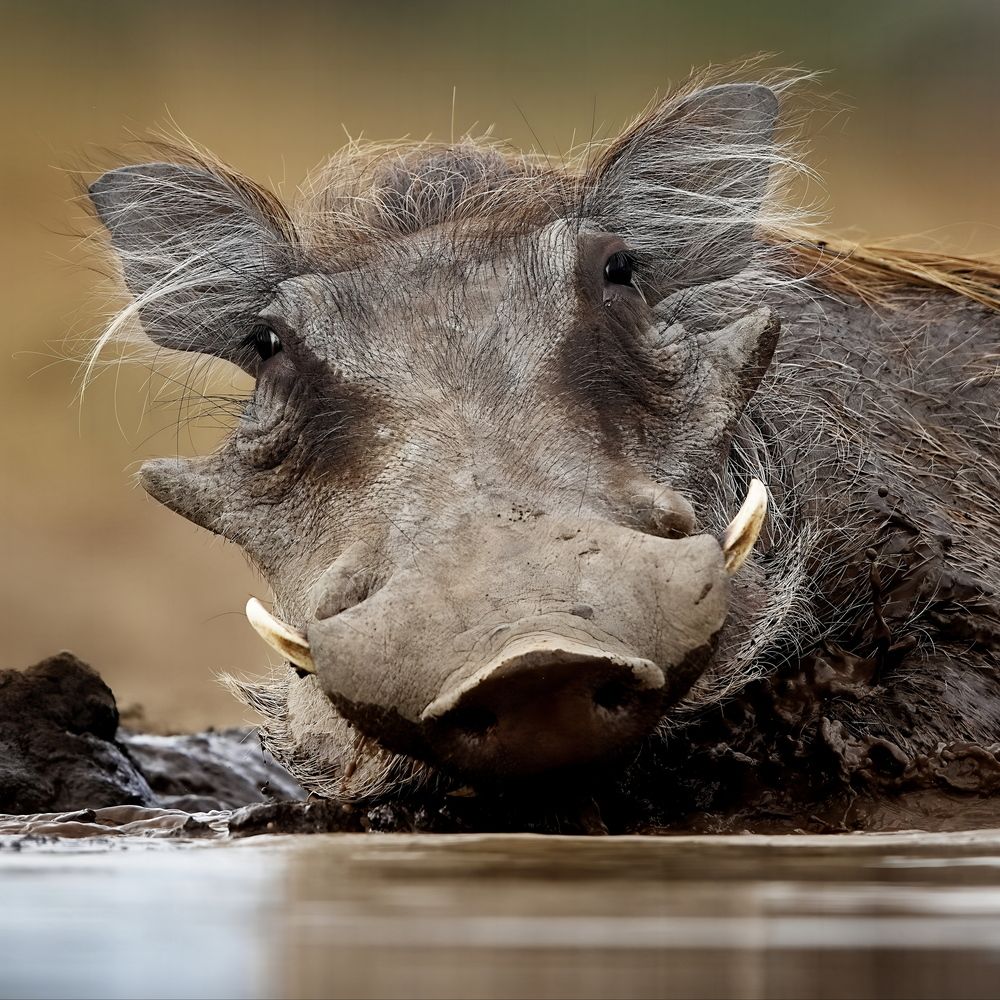Пумба на водопое
