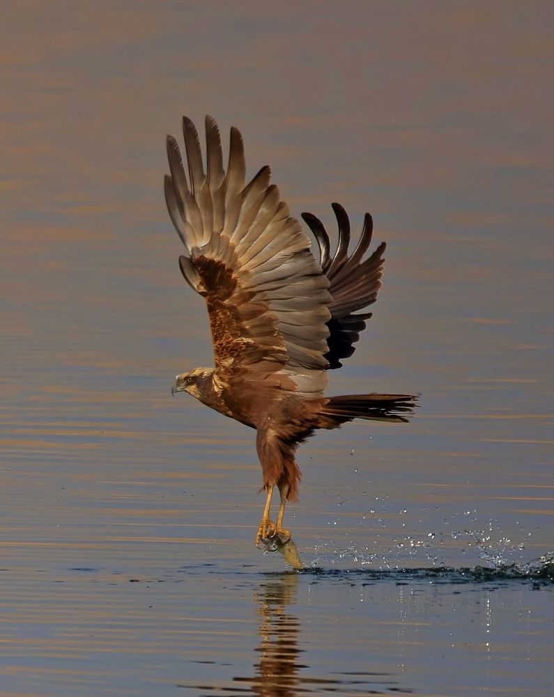 Фотография автора Hamidreza Saedi