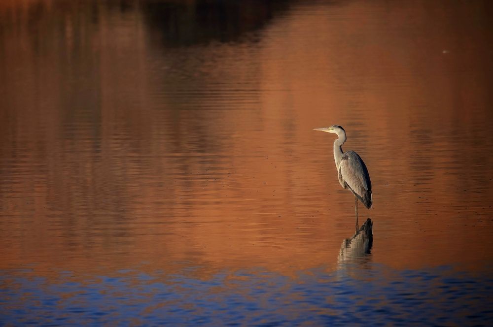 Фотография автора Hamidreza Saedi