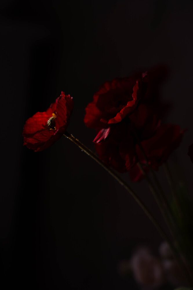 Photograph by Елена Николайчук