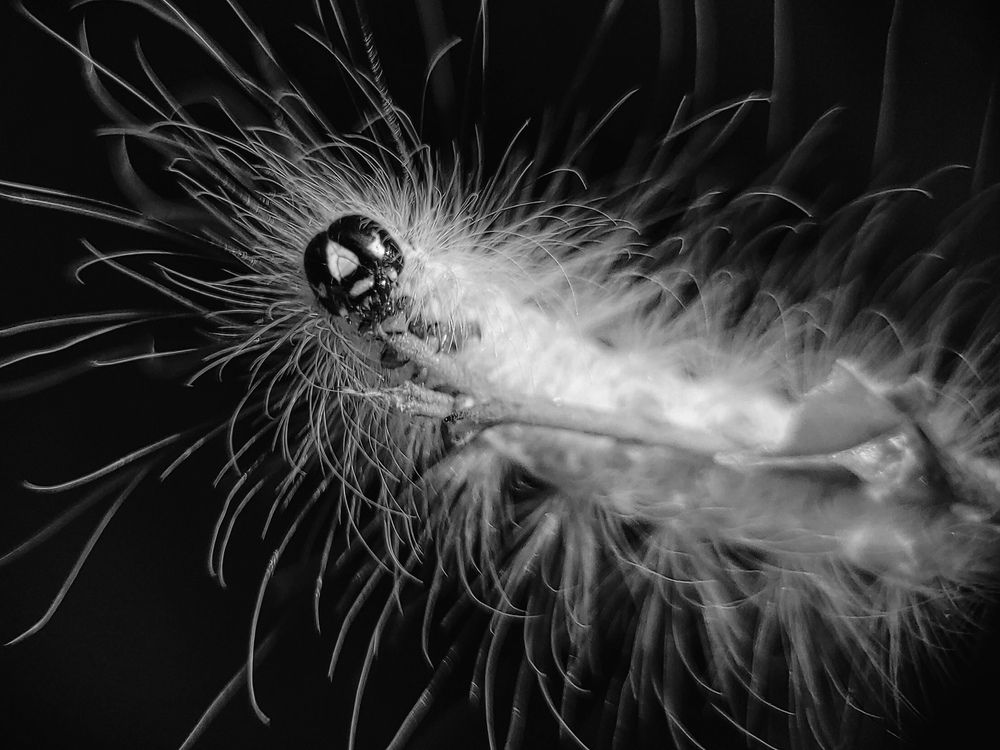 A Furry caterpiller