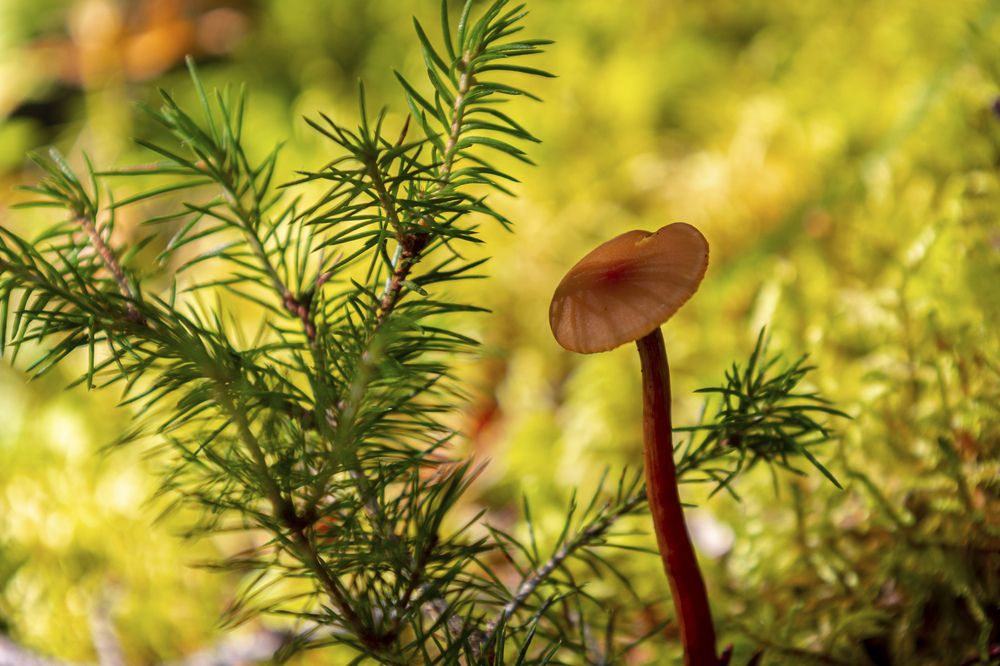 Photograph by Сильва Татьяна