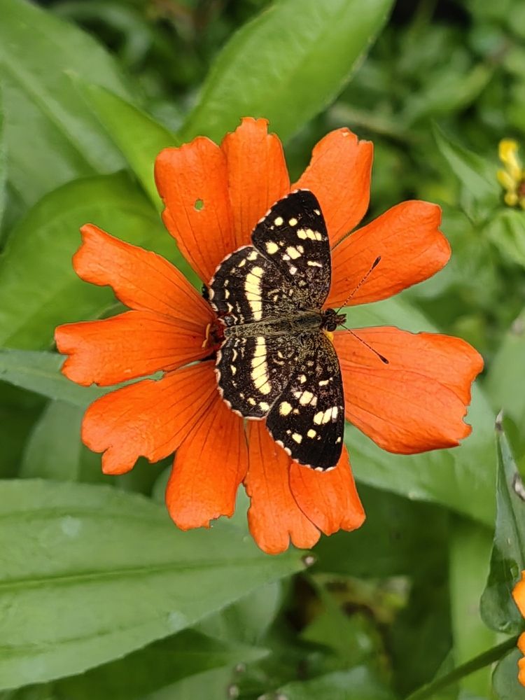 Photograph by Virginia Azocar