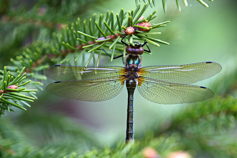 Спряталась