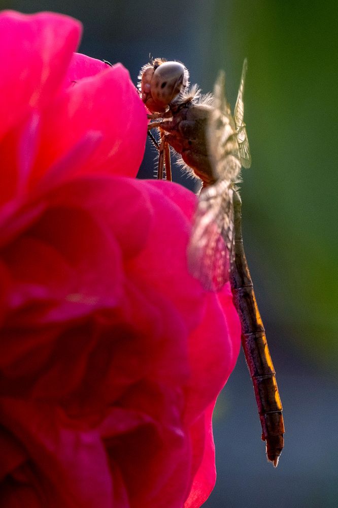 Photograph by Александр Стрельченко