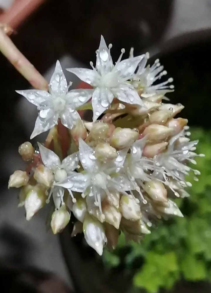 FRESCURA