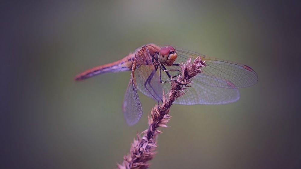 Коромысло большое