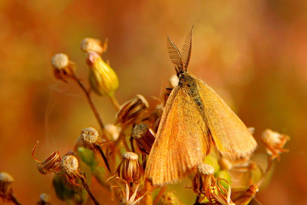 Photograph by Сергей Чеченов