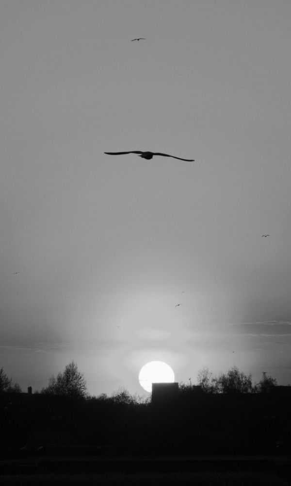 Photograph by Михаил Косолапов