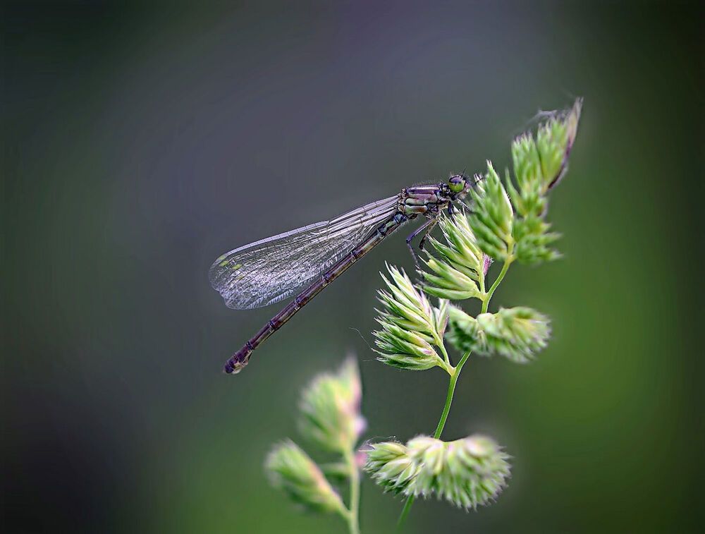 Стрелка копьеносная