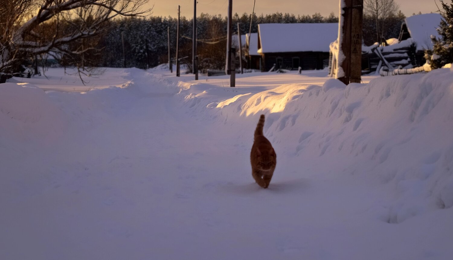 По кошачьим делам...