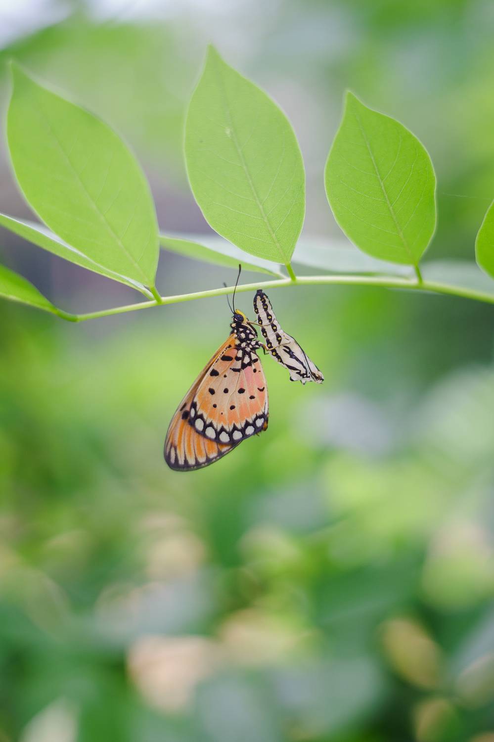 Фотография #11896537