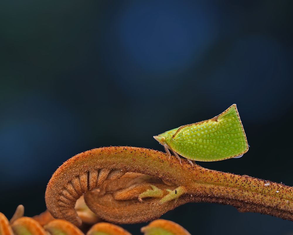 A Tiny Treasure in the Woods