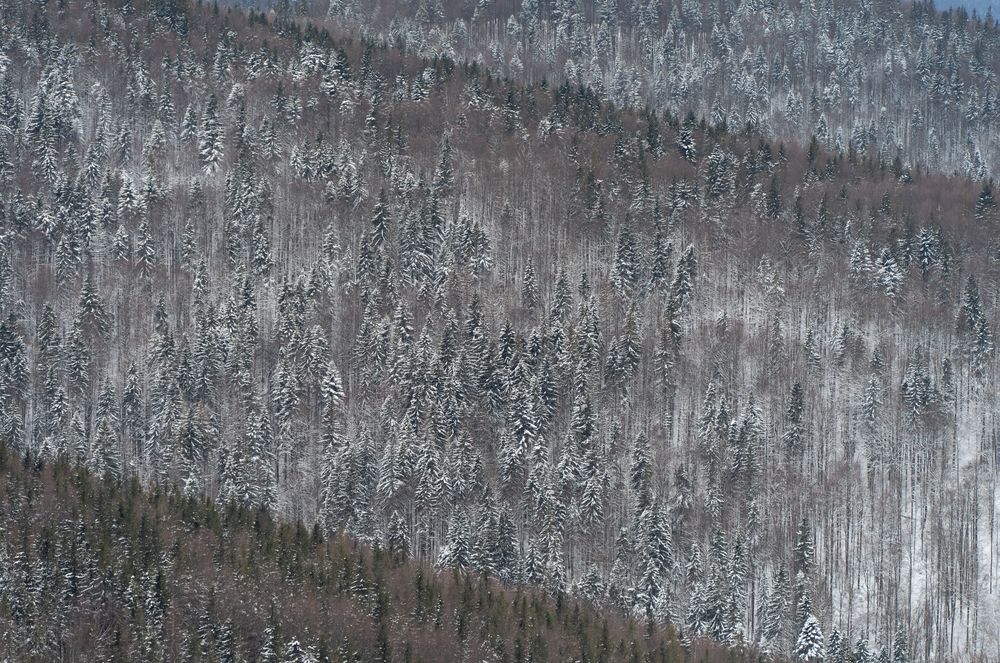 Photograph by Наталья Parovyshnyk