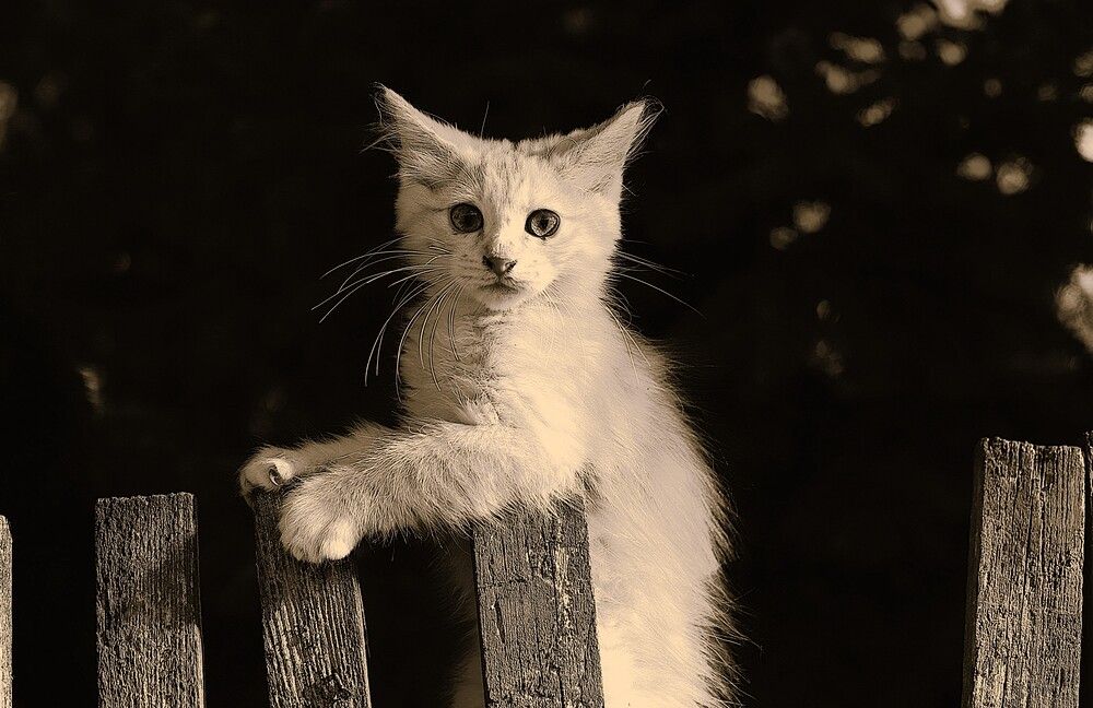 Фотография автора Михаил Лупина